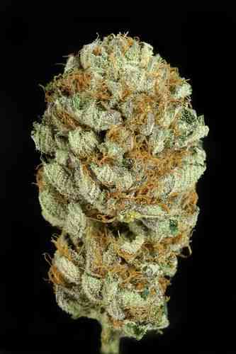 Blue Kush > Dinafem Seeds | Semillas feminizadas  |  Híbrido